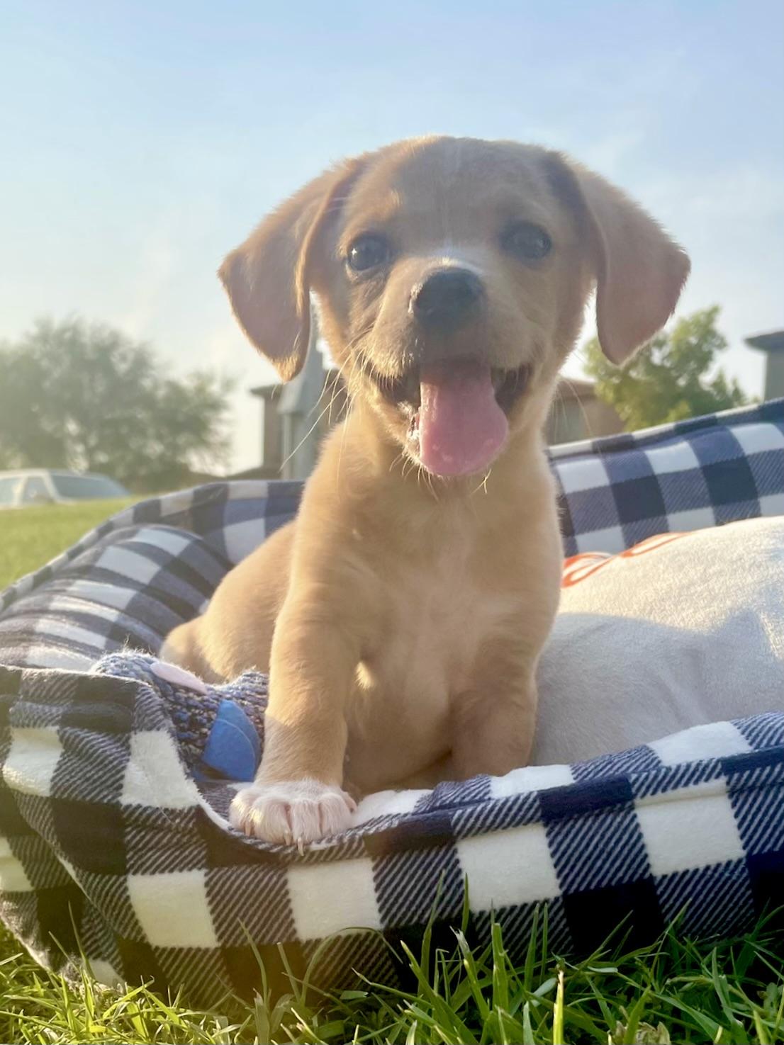 Enlarge Nikko, a Adopted mixed breed in Goodyear, AZ image 3/4