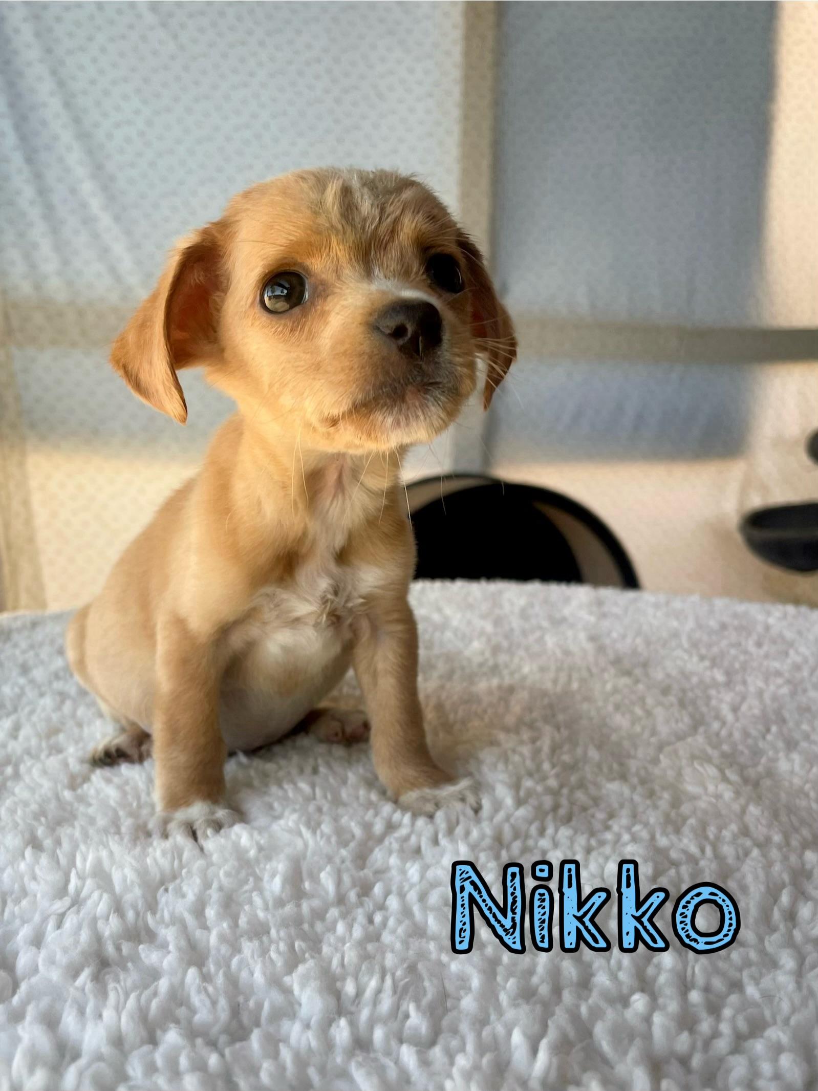 Enlarge Nikko, a Adopted mixed breed in Goodyear, AZ image 4/4