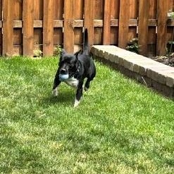 Enlarge Chester, a Adoptable Mixed Breed in Schaumburg, IL image 2/5