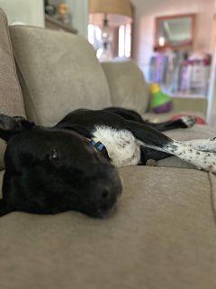 Enlarge Chester, a Adoptable Mixed Breed in Schaumburg, IL image 4/5