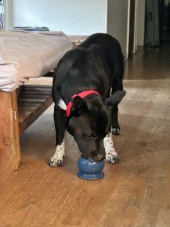 Enlarge Chester, a Adoptable Mixed Breed in Schaumburg, IL image 5/5