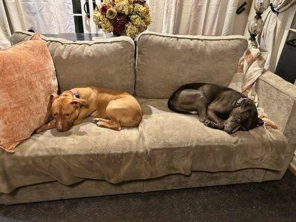 Enlarge Chester, a Adoptable Mixed Breed in Schaumburg, IL image 4/4