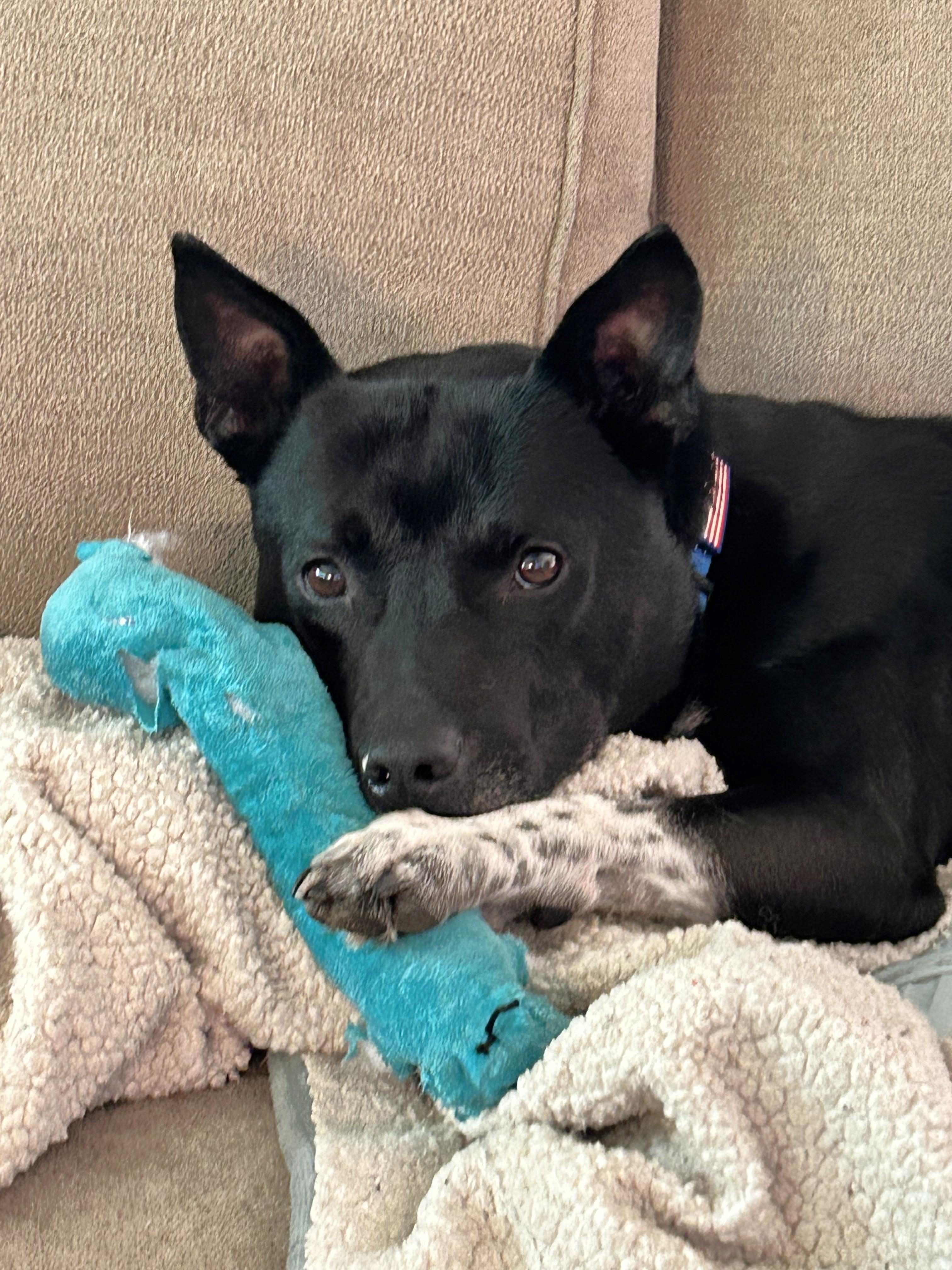 Enlarge Chester, a Adoptable Mixed Breed in Schaumburg, IL image 3/5