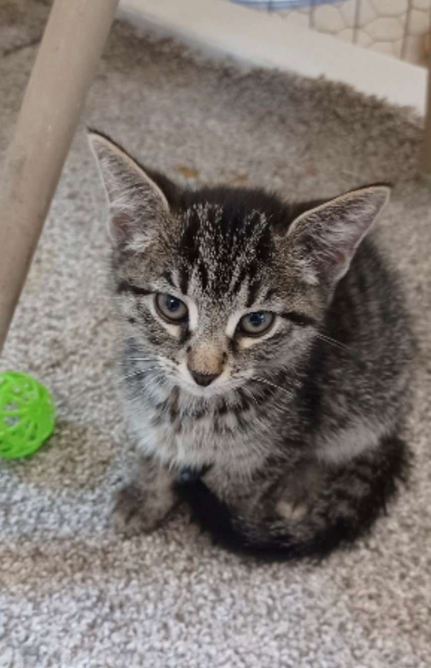 Tweaty, a Adoptable Domestic Short Hair in Walworth, WI image 2/2