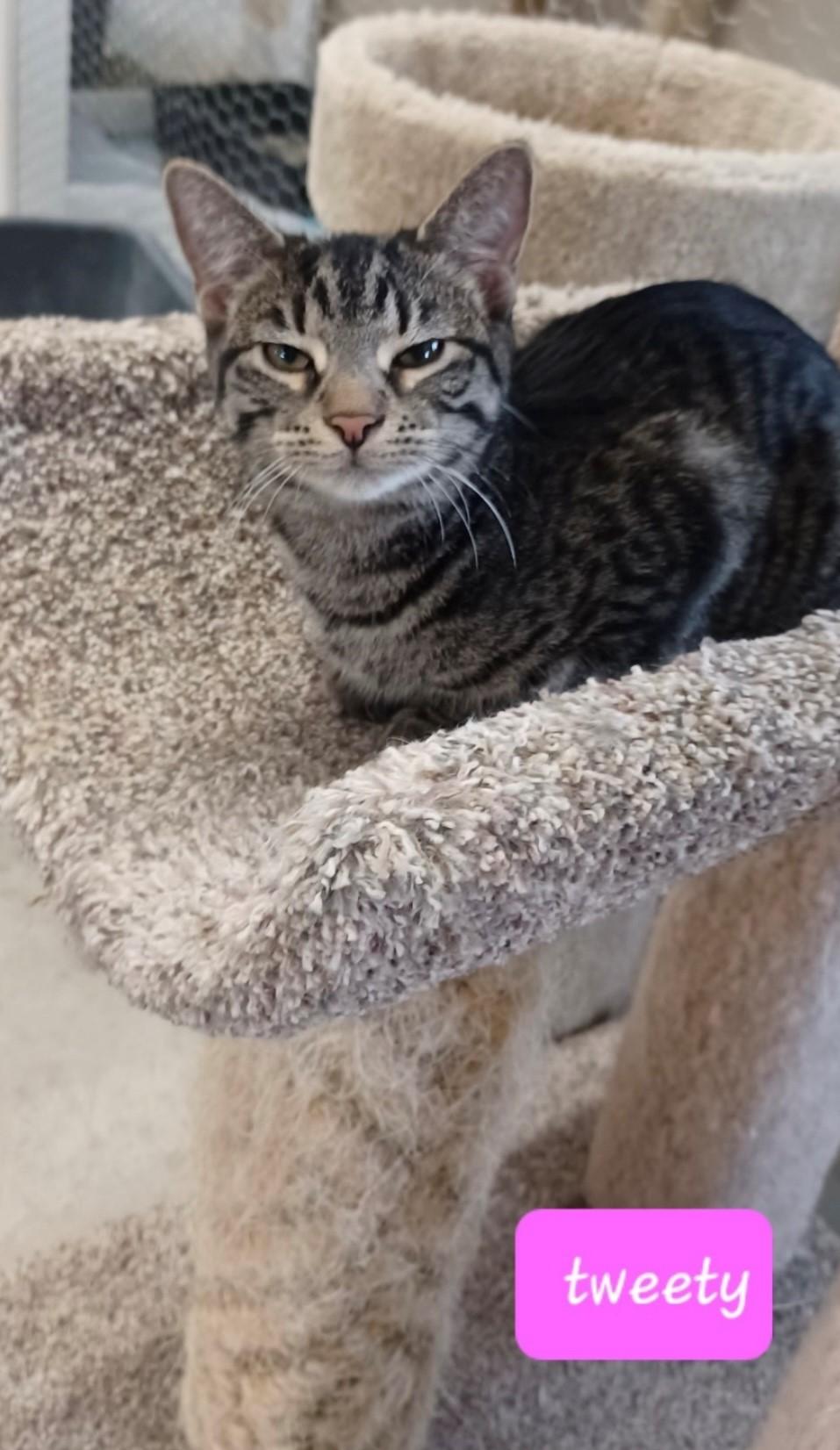 Tweaty, a Adoptable Domestic Short Hair in Walworth, WI image 1/2