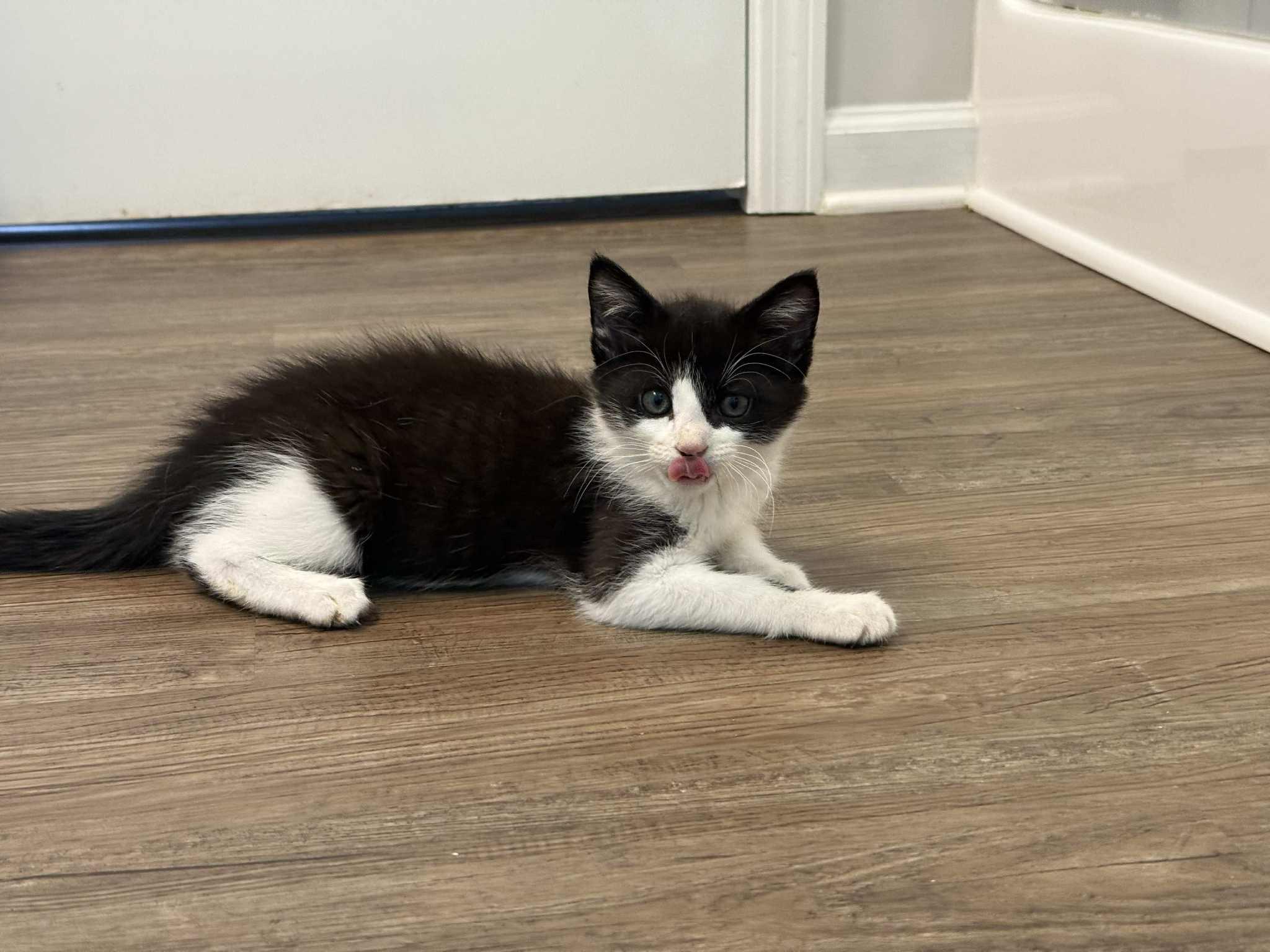 John Nolan, an adopted Domestic Short Hair in LITTLE MOUNTAIN, SC image 3/6