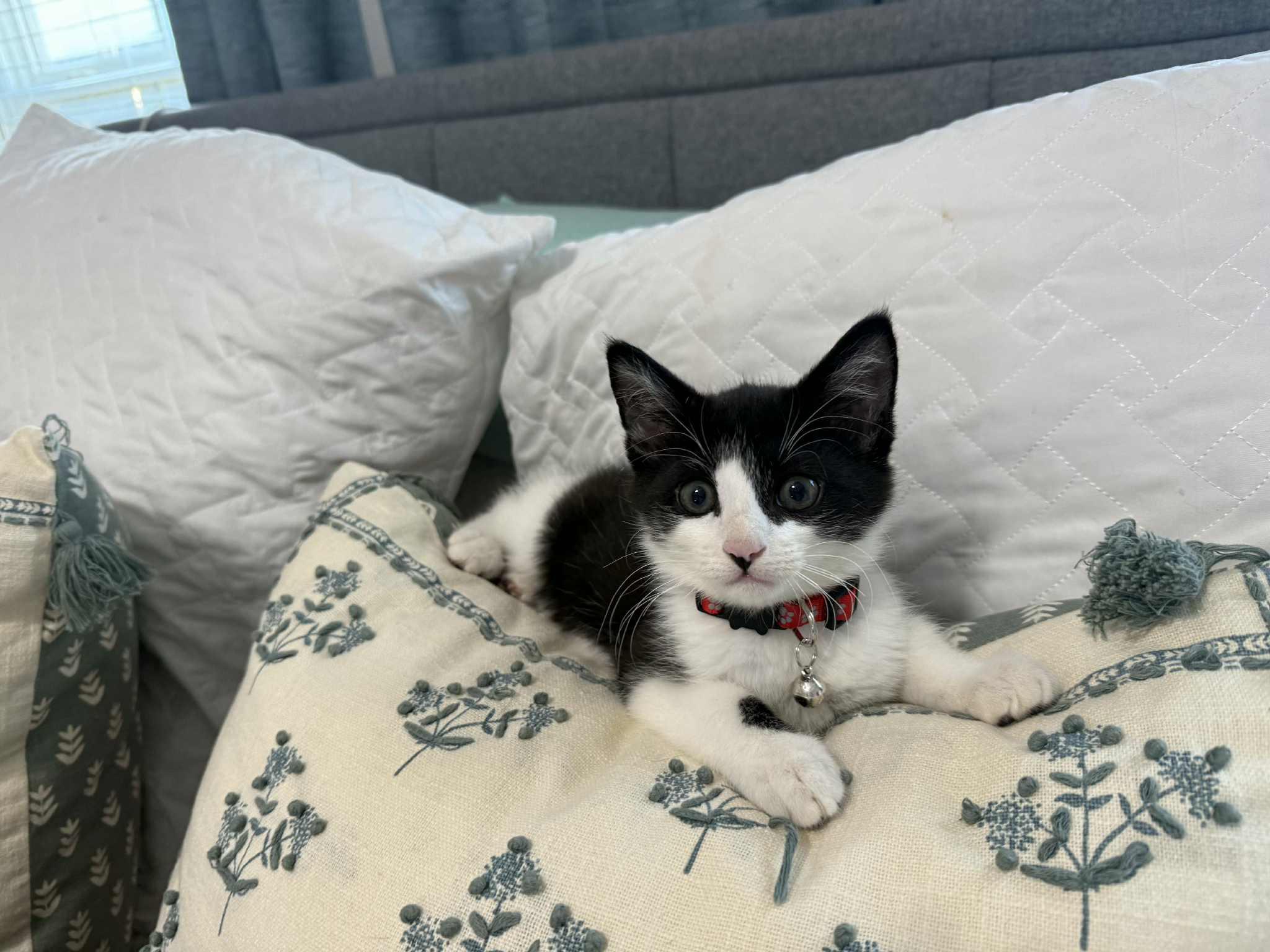 John Nolan, an adopted Domestic Short Hair in LITTLE MOUNTAIN, SC image 2/6