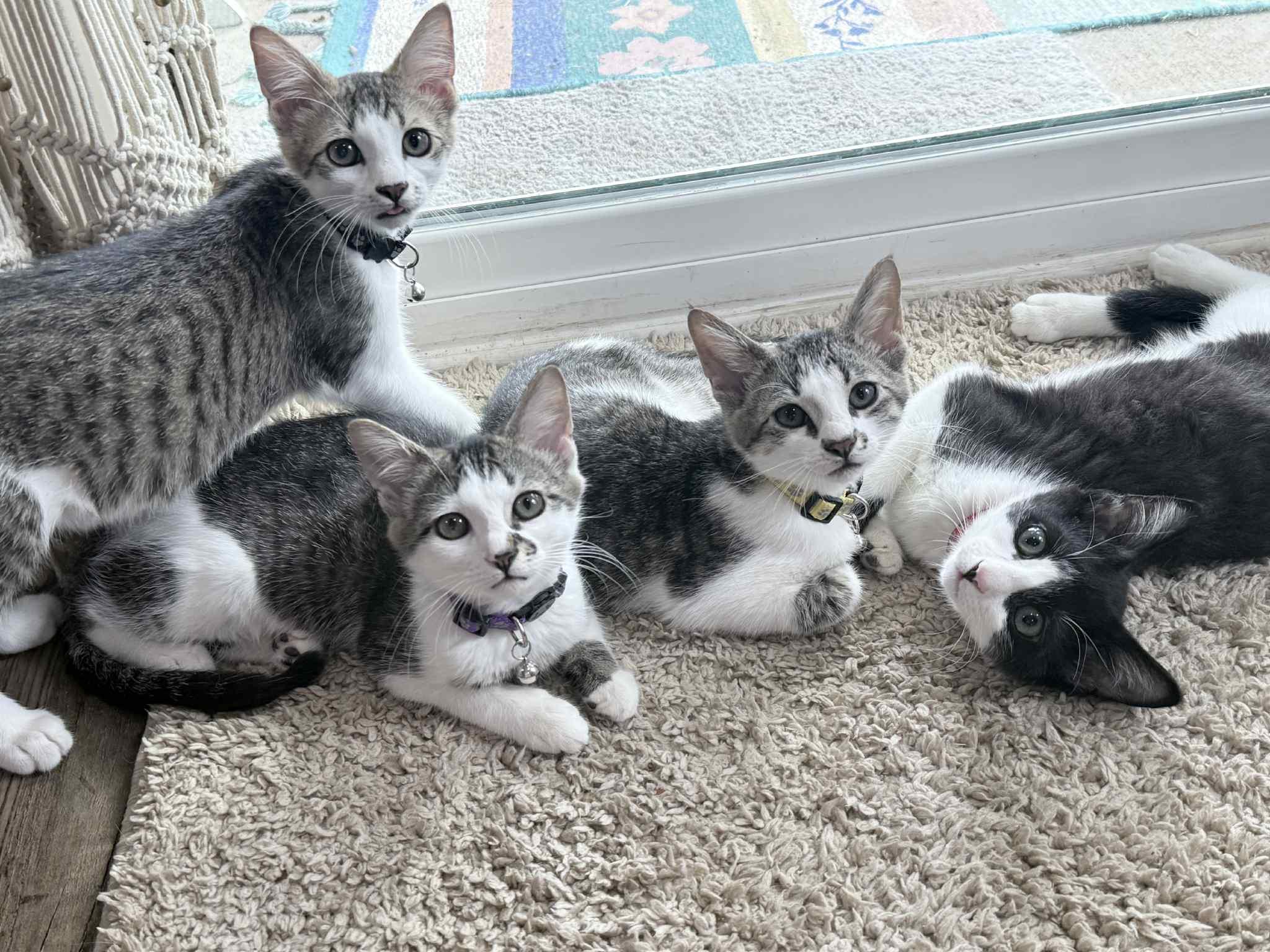 John Nolan, an adopted Domestic Short Hair in LITTLE MOUNTAIN, SC image 6/6