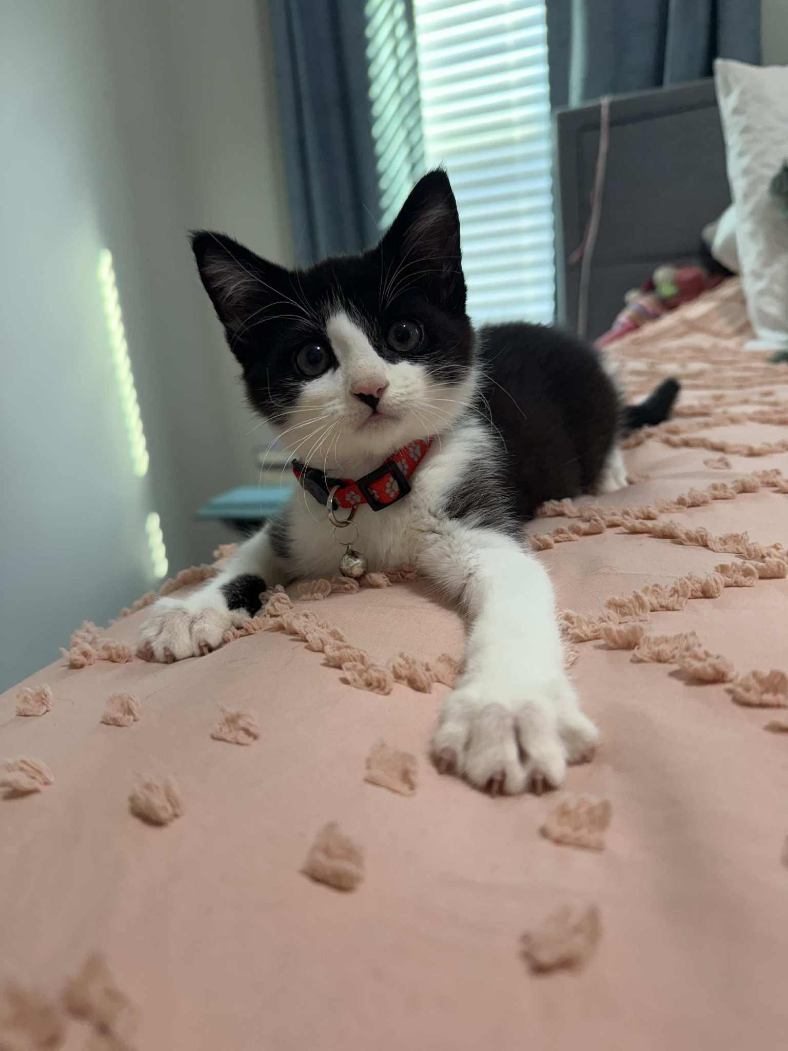 John Nolan, an adopted Domestic Short Hair in LITTLE MOUNTAIN, SC image 4/6