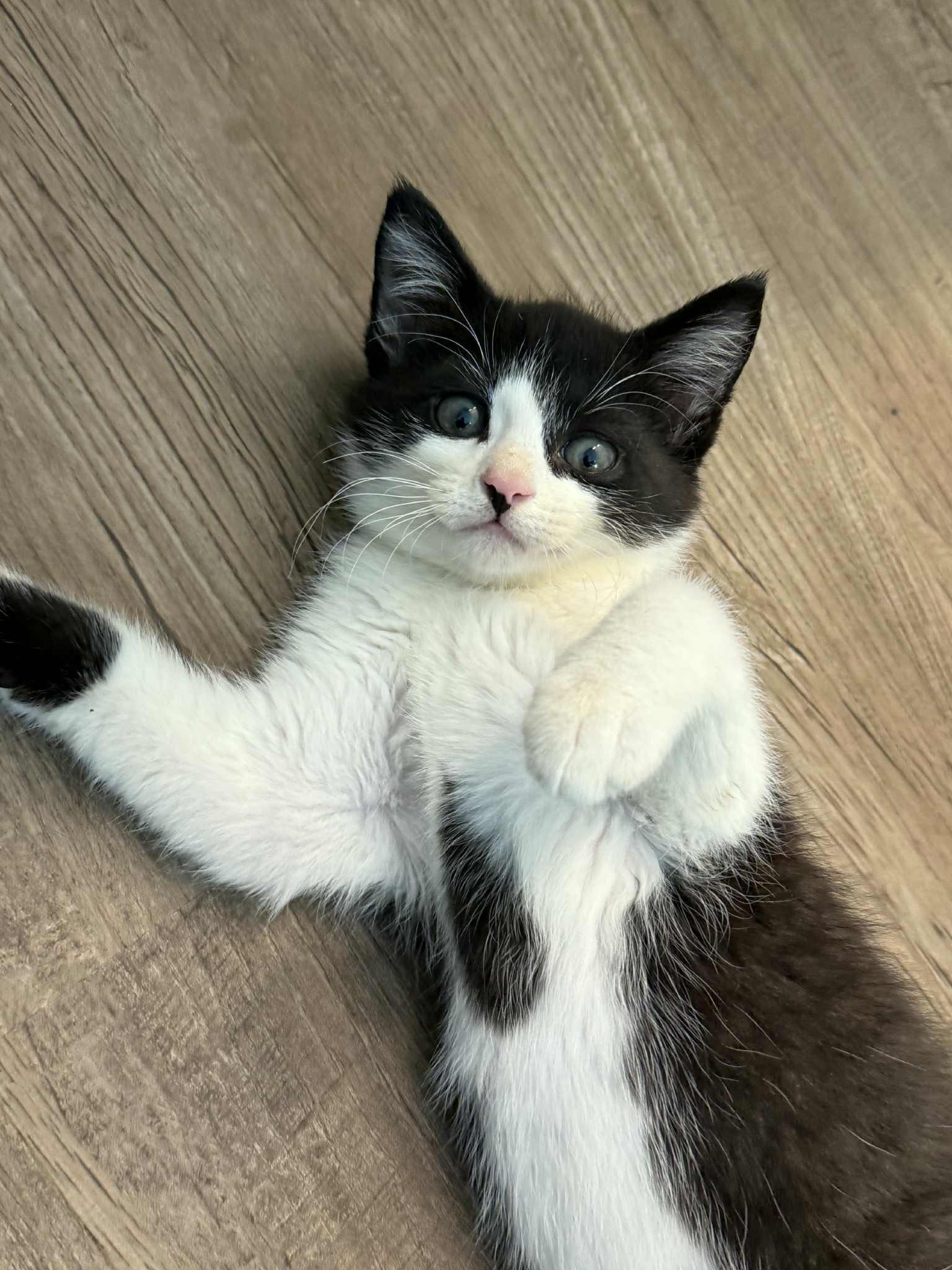 John Nolan, an adopted Domestic Short Hair in LITTLE MOUNTAIN, SC image 5/6