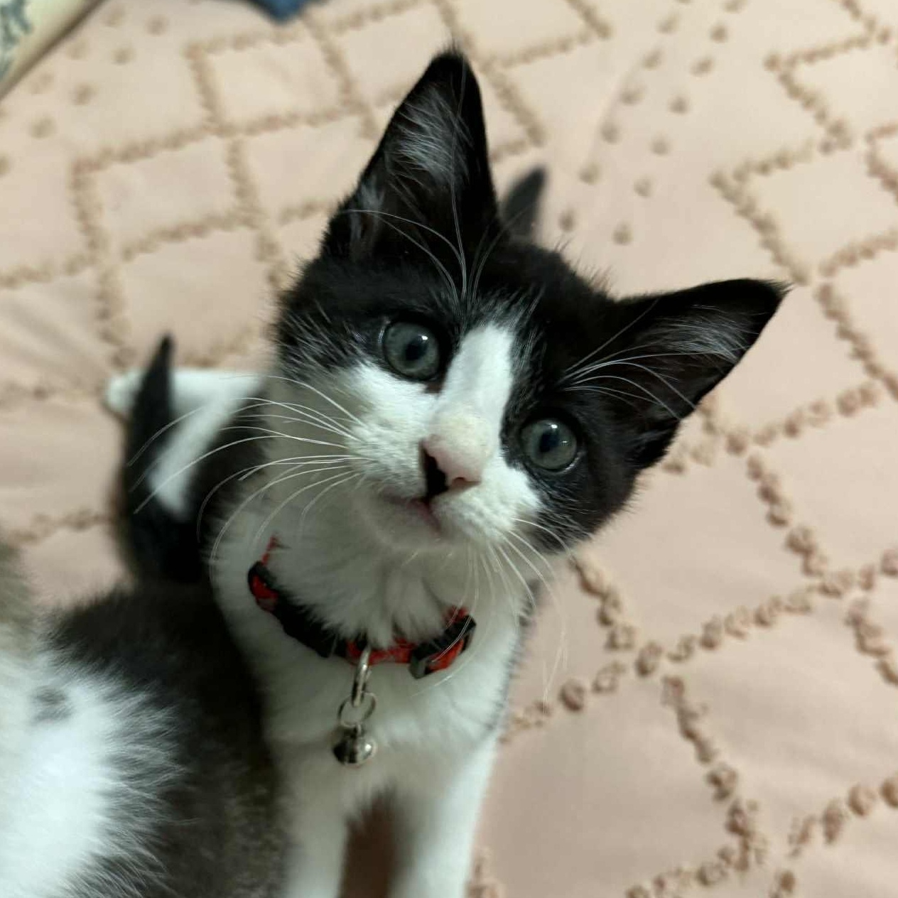 John Nolan, an adopted Domestic Short Hair in LITTLE MOUNTAIN, SC image 1/6