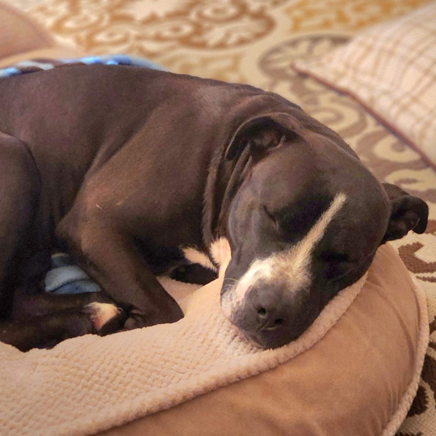 Aniela - in foster home