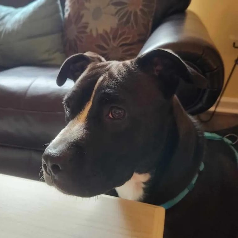 Aniela - in foster home