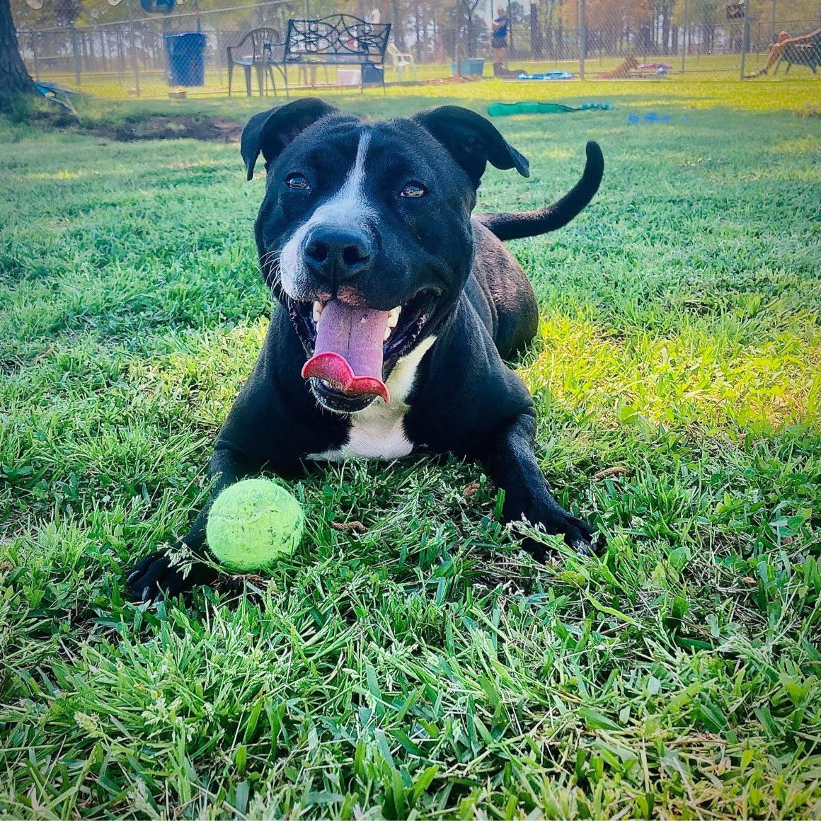 Aniela - in foster home