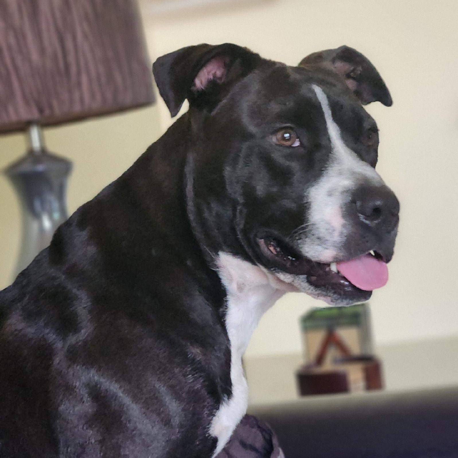 Aniela - in foster home