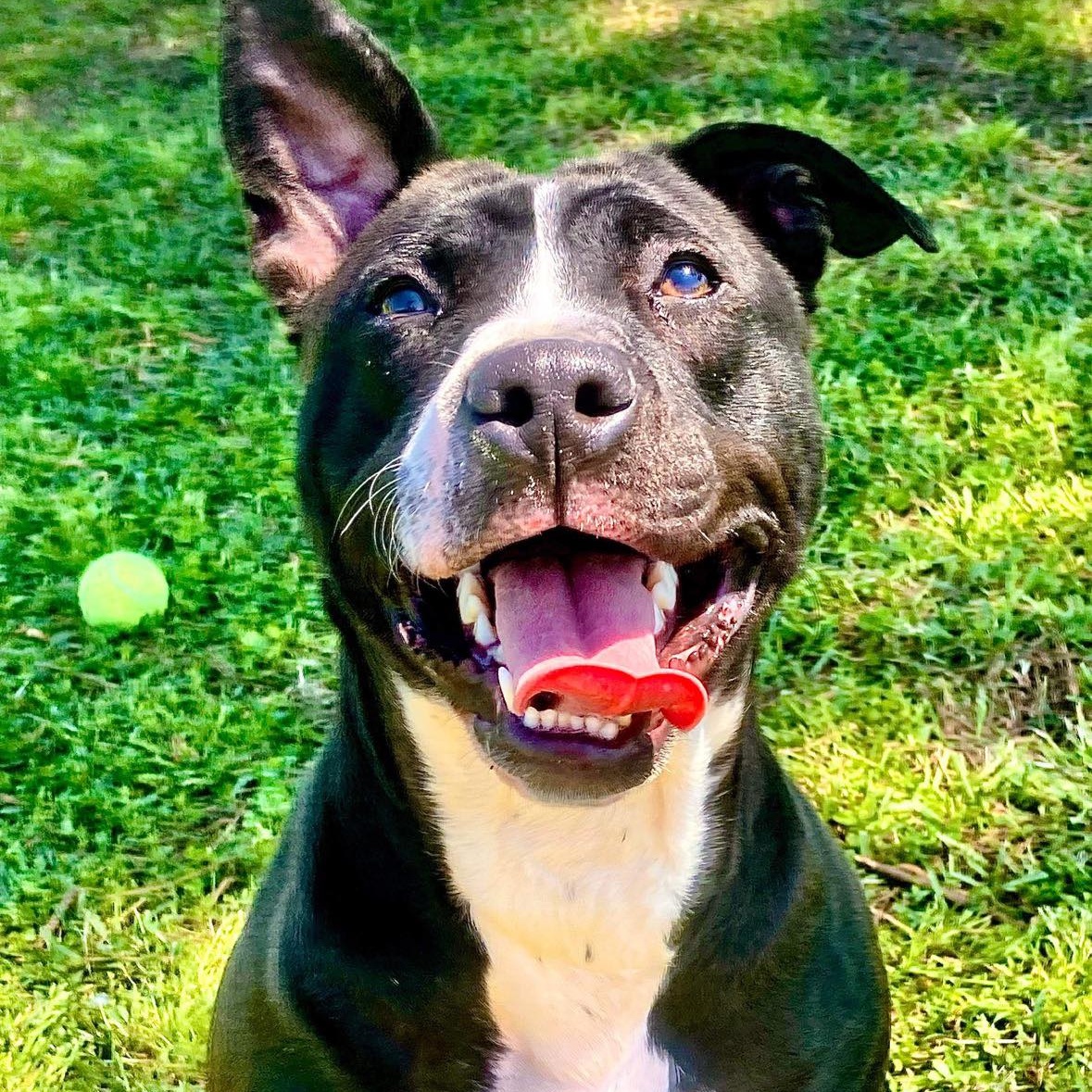 Aniela - in foster home