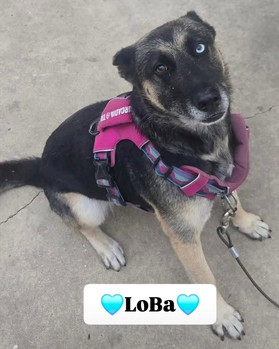 Enlarge Loba, a Adoptable mixed breed in Petaluma , CA image 1/3