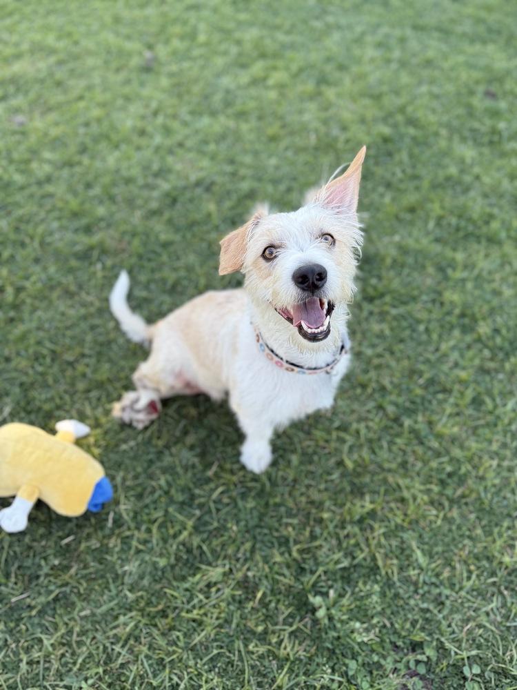 Enlarge Noah, a Adoptable mixed breed in St. Petersburg, FL image 1/6