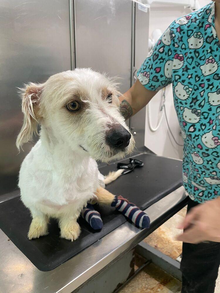 Enlarge Noah, a Adoptable mixed breed in St. Petersburg, FL image 2/6