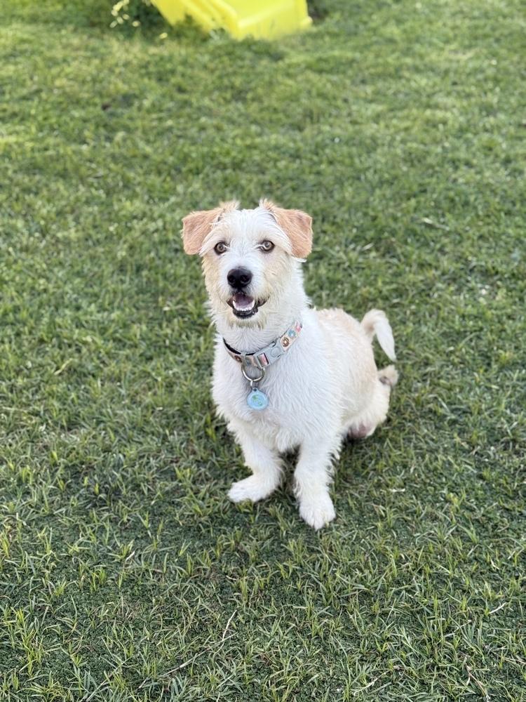 Enlarge Noah, a Adoptable mixed breed in St. Petersburg, FL image 3/6