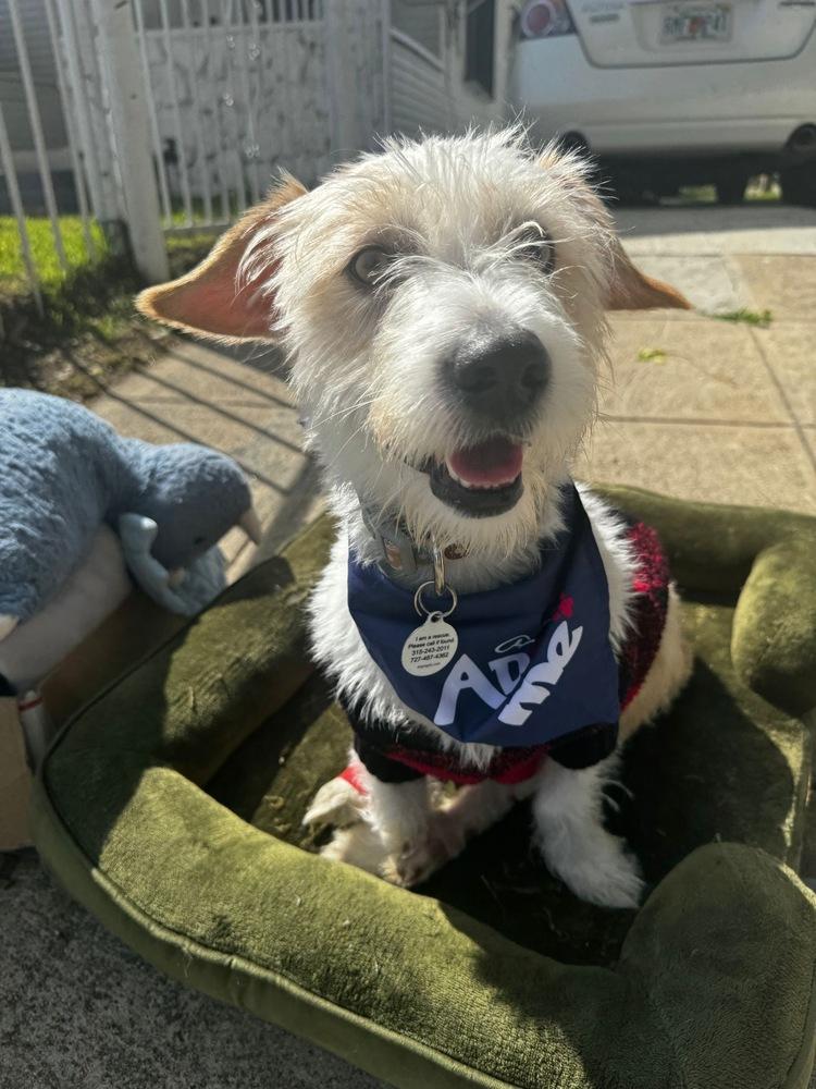 Enlarge Noah, a Adoptable mixed breed in St. Petersburg, FL image 4/6
