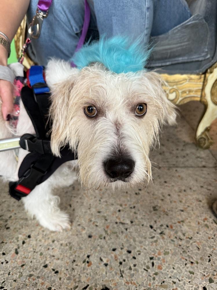 Enlarge Noah, a Adoptable mixed breed in St. Petersburg, FL image 5/6