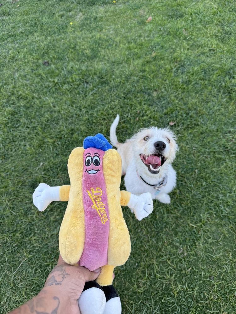 Enlarge Noah, a Adoptable mixed breed in St. Petersburg, FL image 6/6