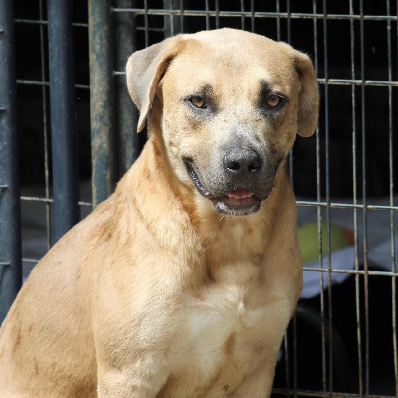 Kai, Adoptable, Adult Male American Bully.