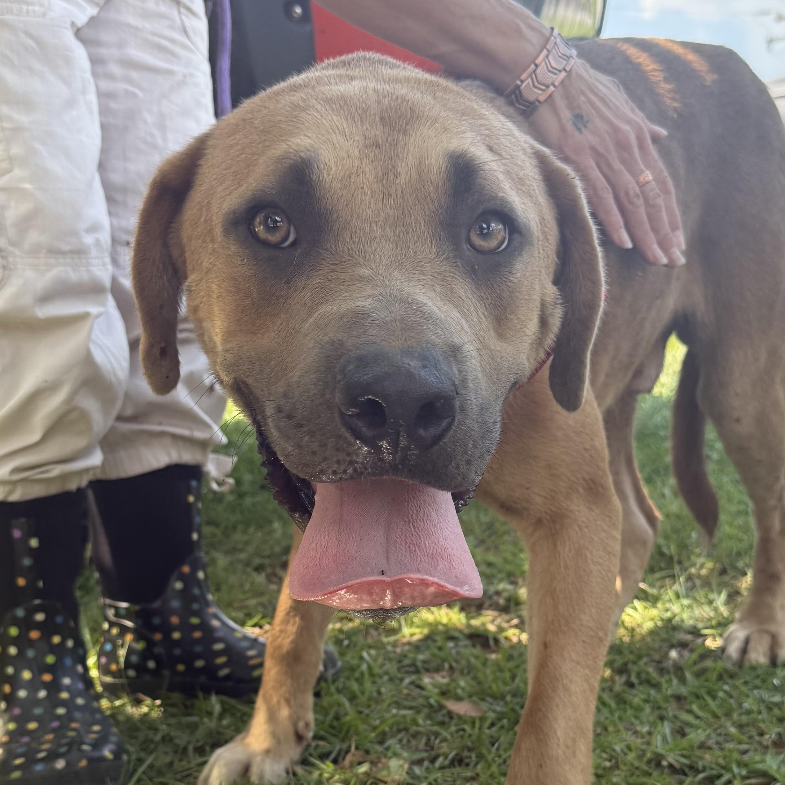 Enlarge Kai, a Adoptable mixed breed in Brooklyn, NY image 4/6