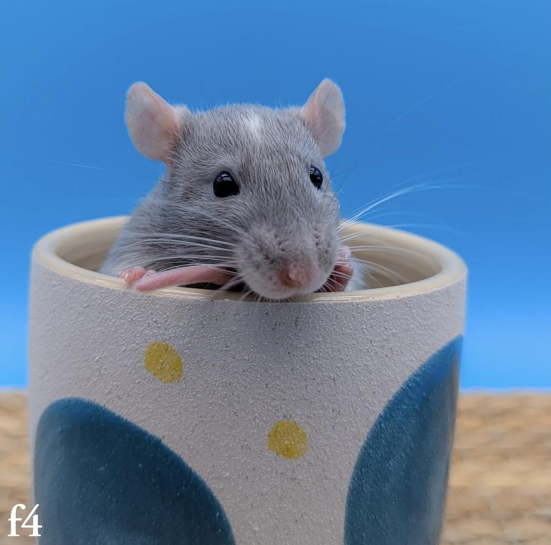 Enlarge Beans, Rascal and Pipsy, an adoptable Rat in Eugene, OR image 1/6