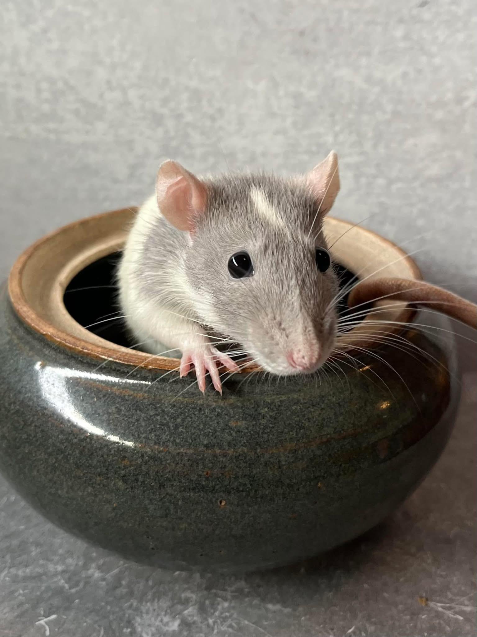 Enlarge Beans, Rascal and Pipsy, an adoptable Rat in Eugene, OR image 5/6