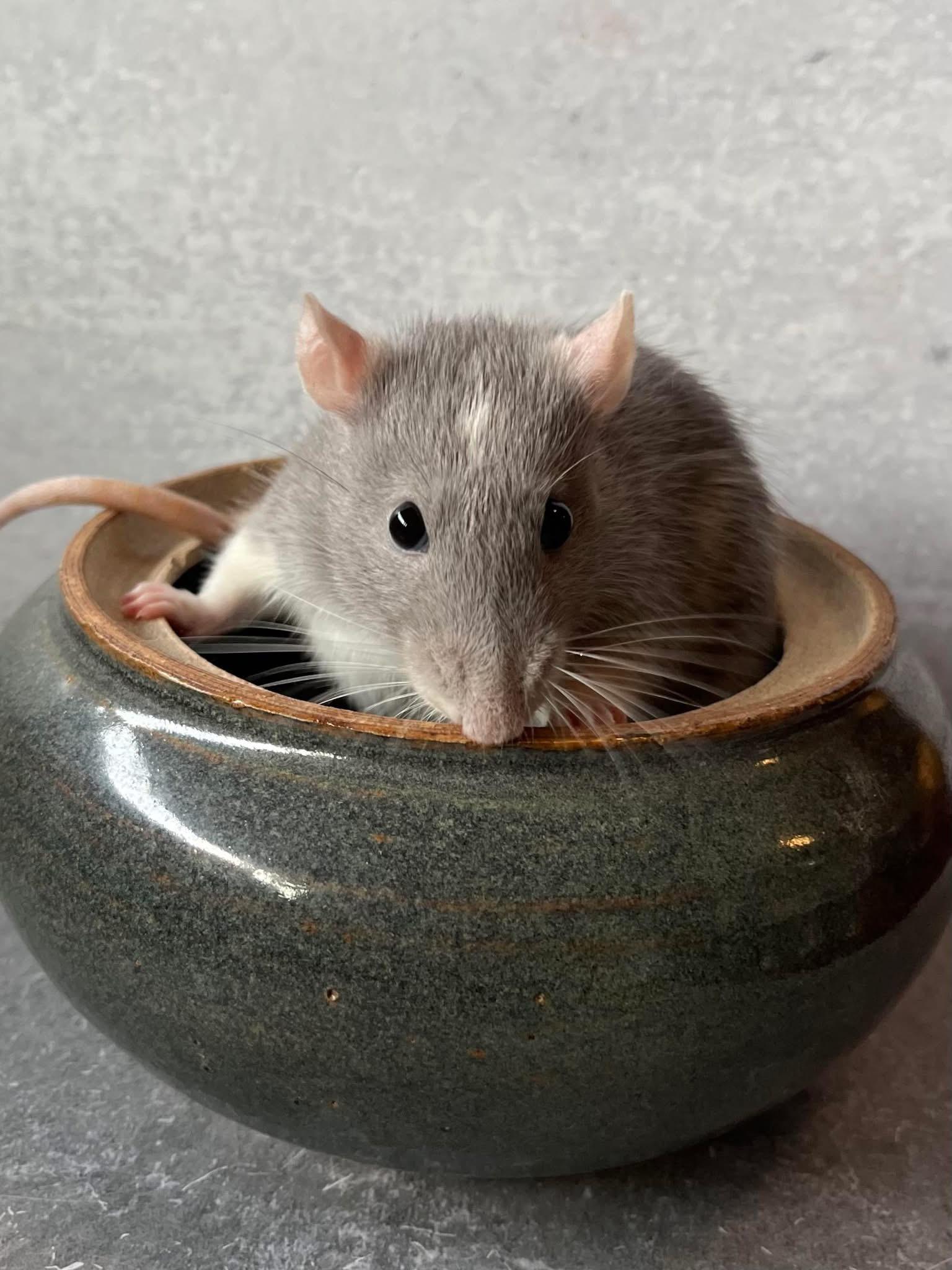 Enlarge Beans, Rascal and Pipsy, an adoptable Rat in Eugene, OR image 4/6