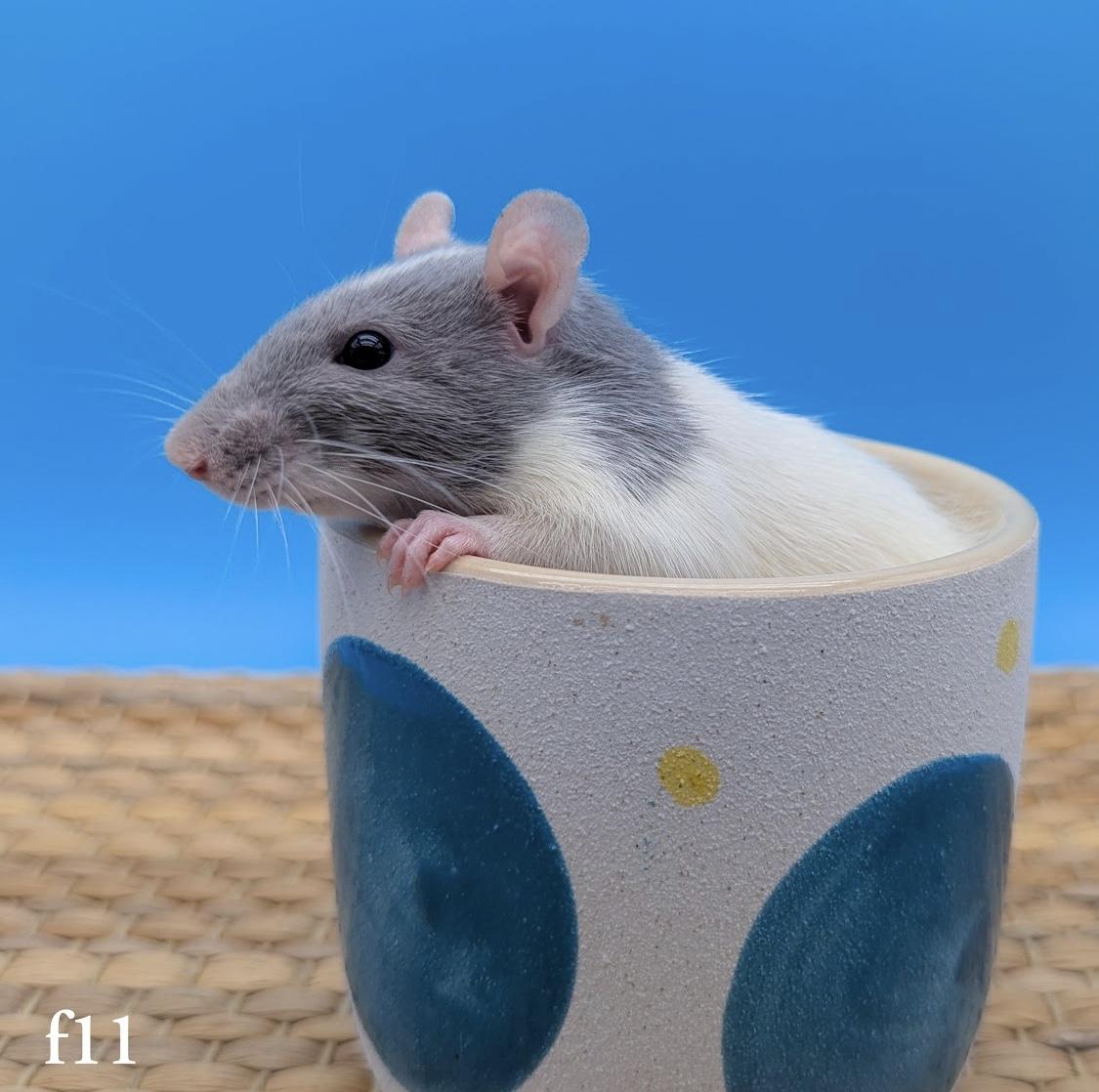 Enlarge Beans, Rascal and Pipsy, an adoptable Rat in Eugene, OR image 2/6