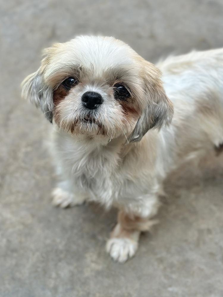 Butterfly, Adopted, Adult Female Shih Tzu.