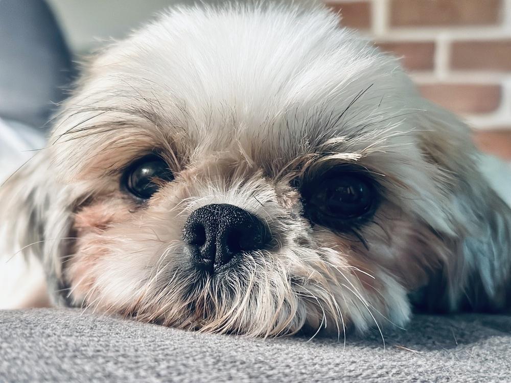 Enlarge Butterfly, a Adopted Shih Tzu in Pottstown, PA image 2/6