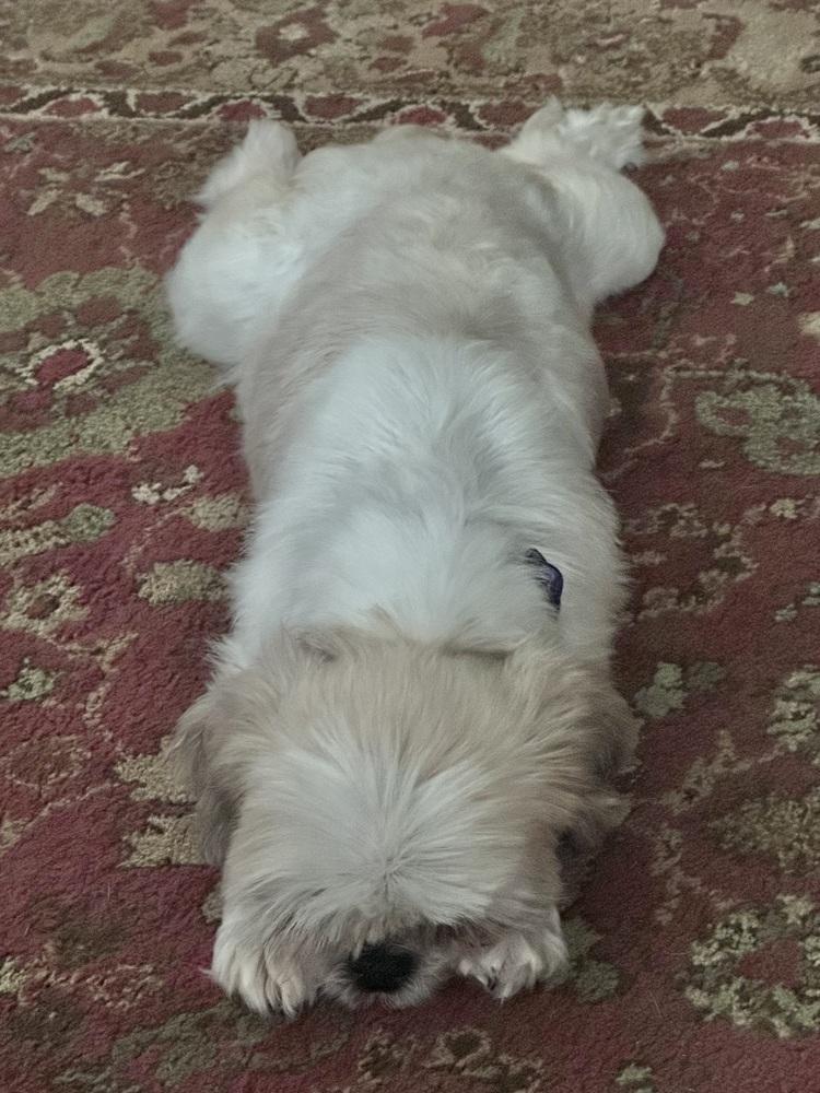 Enlarge Butterfly, a Adopted Shih Tzu in Pottstown, PA image 3/6
