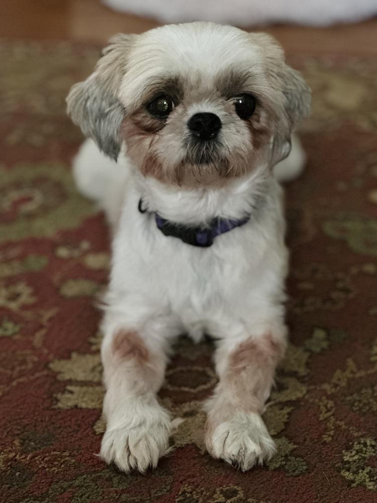 Enlarge Butterfly, a Adopted Shih Tzu in Pottstown, PA image 4/6