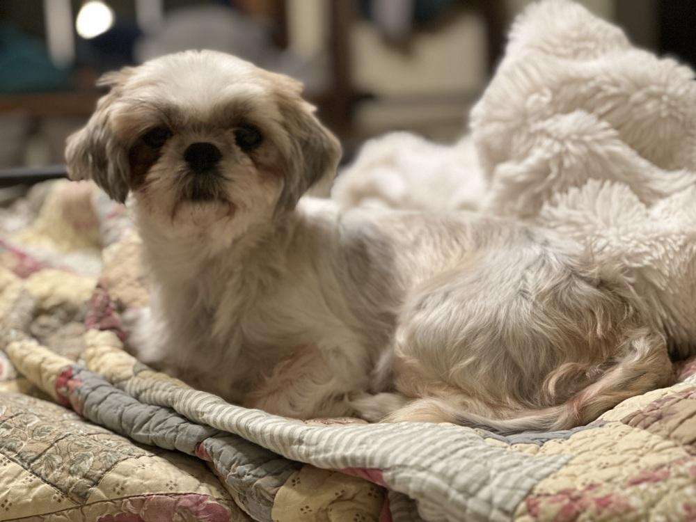 Enlarge Butterfly, a Adopted Shih Tzu in Pottstown, PA image 5/6