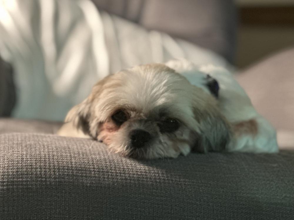 Enlarge Butterfly, a Adopted Shih Tzu in Pottstown, PA image 6/6