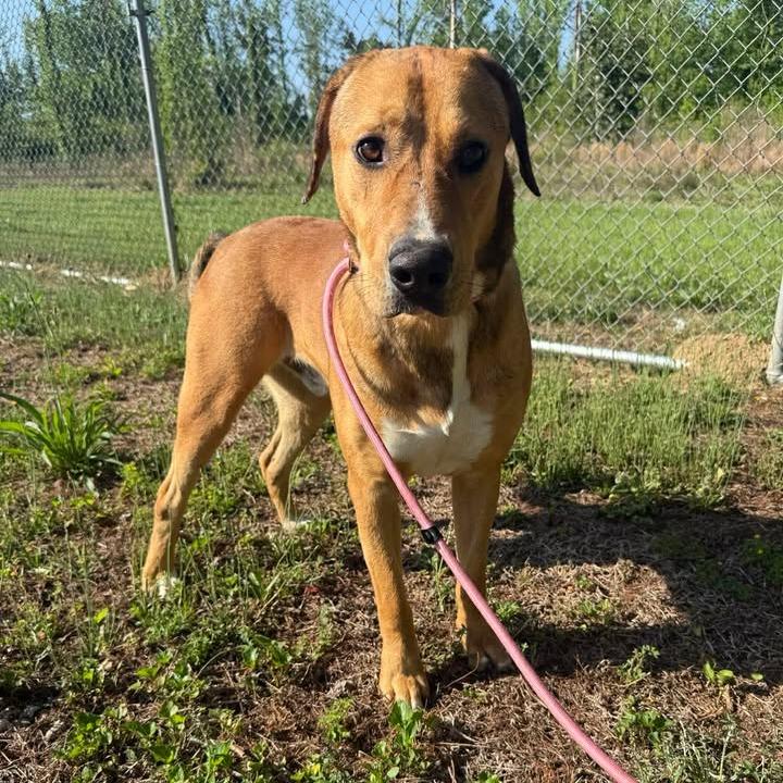 Enlarge Romeo 042501, a Adoptable mixed breed in Amory, MS image 6/6