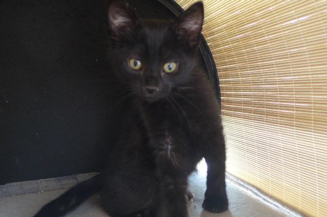 Enlarge Mikey, a ADOPTABLE mixed breed in Eureka, CA image 2/4