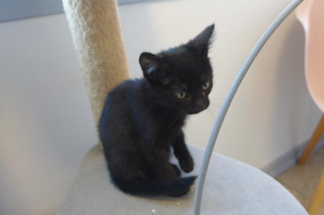 Enlarge Mikey, a ADOPTABLE mixed breed in Eureka, CA image 3/4