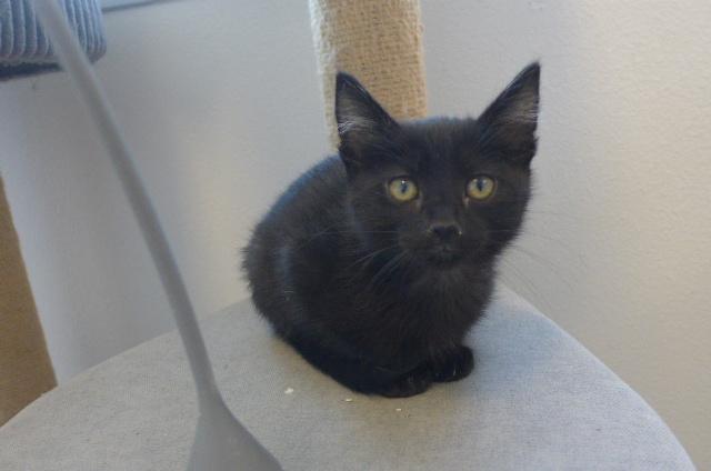 Mikey, ADOPTABLE, Kitten Male Domestic Short Hair.