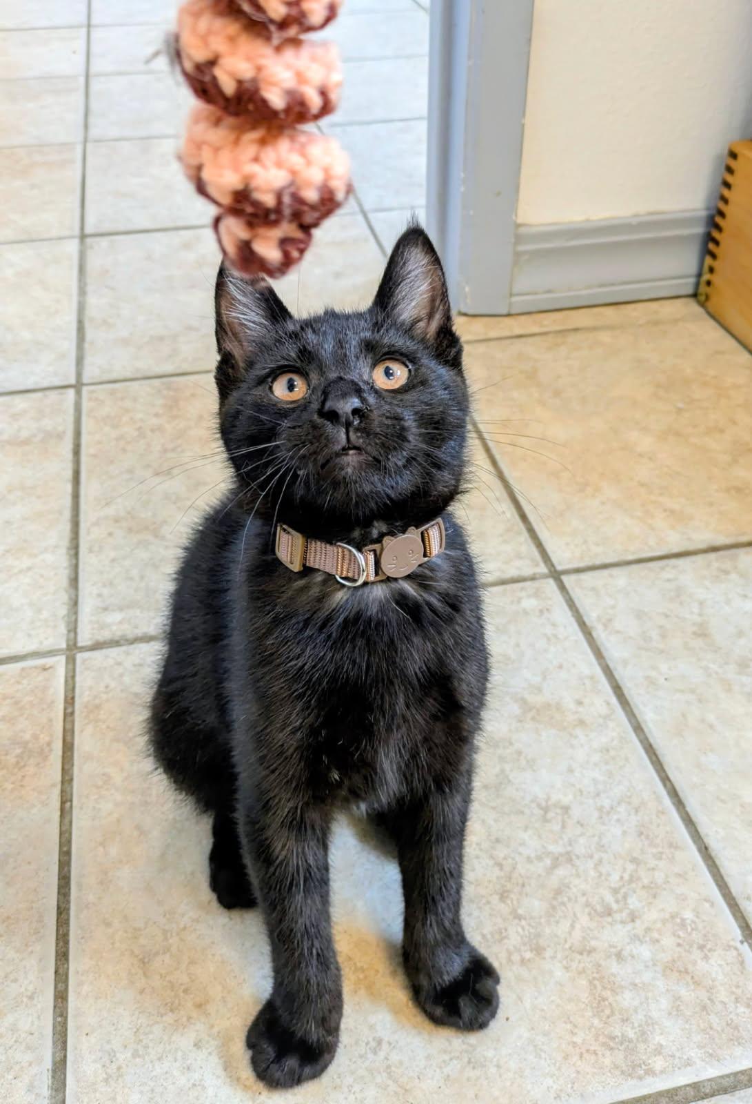 Mikey, ADOPTABLE, Kitten Male Domestic Short Hair.
