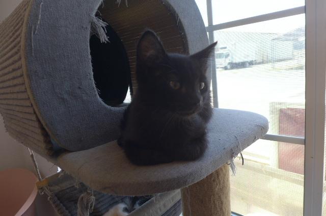 Enlarge Mikey, a ADOPTABLE mixed breed in Eureka, CA image 4/4