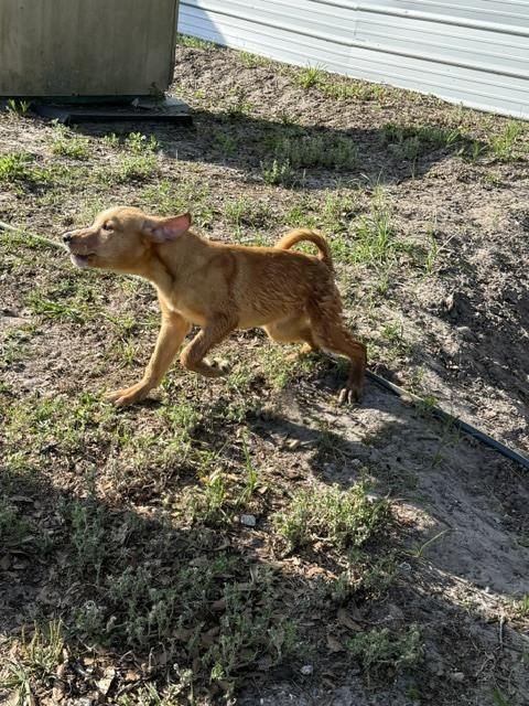 Biscuit, Adoptable, Puppy Male Hound & Labrador Retriever.