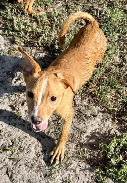 Enlarge Biscuit, a Adoptable mixed breed in Crescent City, FL image 2/4