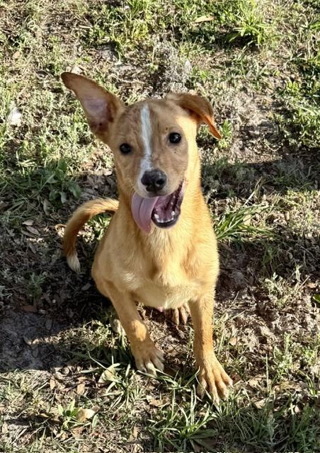 Enlarge Biscuit, a Adoptable mixed breed in Crescent City, FL image 3/4