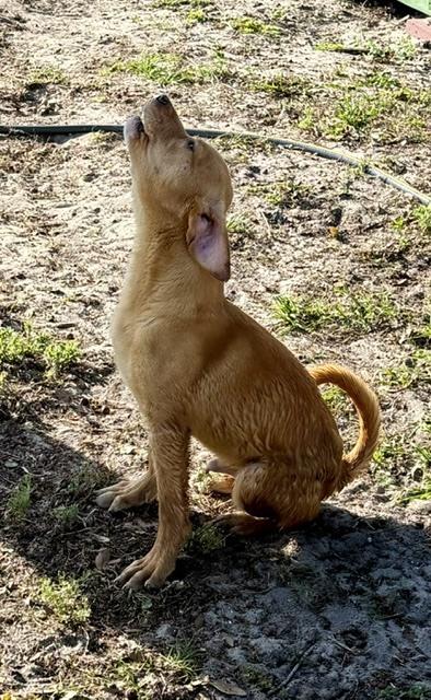 Enlarge Biscuit, a Adoptable mixed breed in Crescent City, FL image 4/4