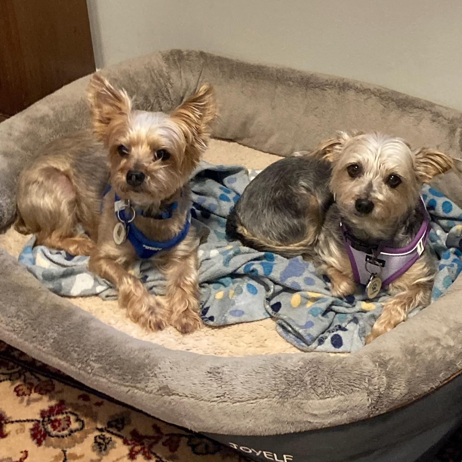 Enlarge Cooper, a ADOPTABLE Yorkshire Terrier in Cedar Mountain, NC image 3/5
